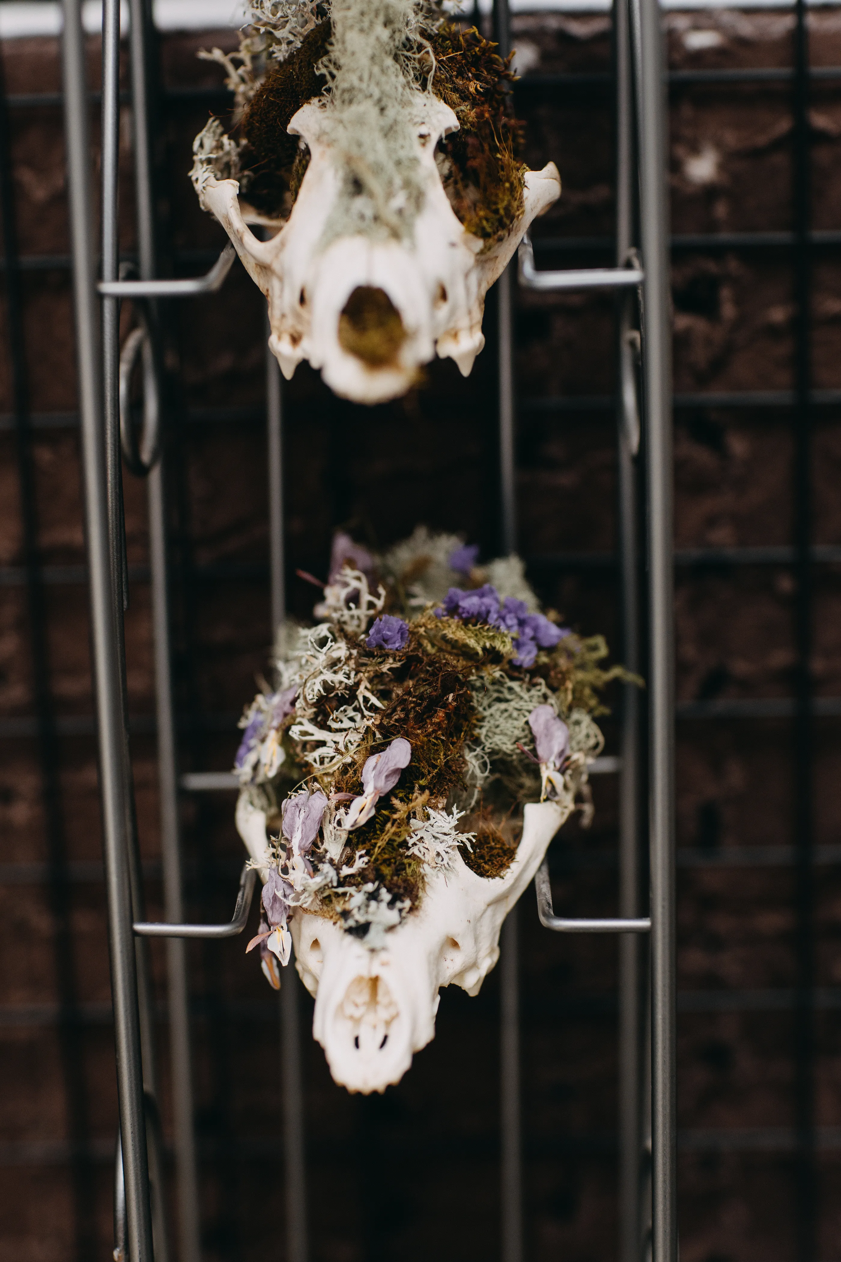 A display of flora potted in animal skulls.